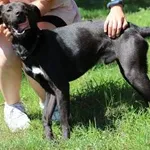 Znaleziono psa, Oborniki, 27 czerwca 2024