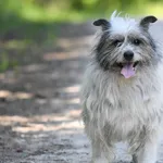 Pies do adopcji, Nowodwór, 9 lipca 2024