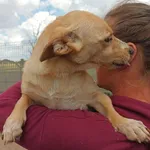 Pies do adopcji, Przyborówko, 10 lipca 2024