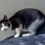 Kot do adopcji, Sopot, 10 lipca 2024