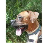 Znaleziono psa, Białystok, 23 czerwca 2024