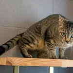 Kot do adopcji, Sopot, 10 lipca 2024