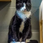 Kot do adopcji, Sopot, 10 lipca 2024