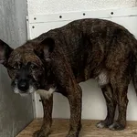 Znaleziono psa, Lublin, 9 lipca 2024