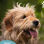 Pies do adopcji, Dąbrówka, 11 lipca 2024