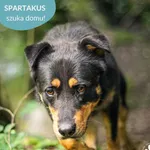 Pies do adopcji, Dąbrówka, 11 lipca 2024