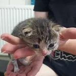 Znaleziono kota, Toruń, 30 czerwca 2024