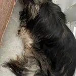 Znaleziono psa, Lublin, 11 lipca 2024