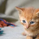 Kot do adopcji, Chełmek, 29 czerwca 2024