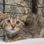 Kot do adopcji, Sopot, 10 lipca 2024