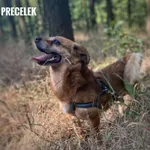 Precelek