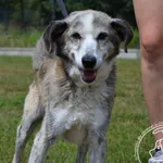 Pies do adopcji, Chełmek, 25 czerwca 2024