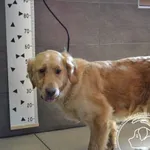 Przyjęty: 2024-07-12 Gmina: Babice Płeć: Suka Opis: golden retriever, biszkoptowe