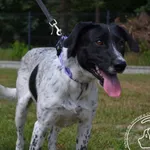 Przyjęty: 2024-06-24 Gmina: Jeleśnia Płeć: Pies Opis: mieszaniec, biało-czarne