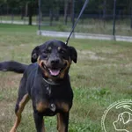 Znaleziono psa, Chełmek, 23 czerwca 2024