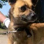 Edna (5934)-rezerwacja, Samica