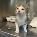 4519/87/24 Arion - data przyjęcia - 11.07.2024