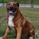 Przyjęty: 2024-06-25 Gmina: Radziechowy Wieprz Płeć: Pies Opis: mieszaniec, brązowo białe