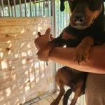 Pies do adopcji, Orzechowce, 12 lipca 2024