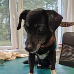 Znaleziono psa, gmina Dobra (Szczecińska), 11 lipca 2024