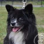 Przyjęty: 2024-06-25 Gmina: Radziechowy Wieprz Płeć: Pies Opis: mieszaniec, czarno-białe