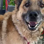 Forest (5923), Samiec