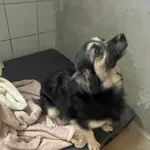 Znaleziono psa, Lublin, 11 lipca 2024