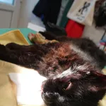 KOT PRZYPROWADZONY PRZEZ ZNALAZCĘ 14.07.2024