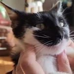 Znaleziono kota, Pińczów, 12 lipca 2024