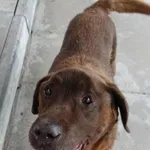 pies z interwencji 12.07.2024