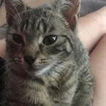 Zaginął kot, Łódź, 12 lipca 2024