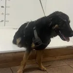 Pies do adopcji, Bytom, 13 lipca 2024