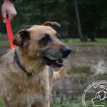 Pies do adopcji, Chełmek, 27 marca 2024