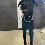 Przyjęty: 2024-07-13 Gmina: Jaworzno Płeć: Pies Opis: mieszaniec, czarne z białym