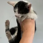 Znaleziono kota, Lublin, 12 lipca 2024