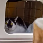 Kot do adopcji, Radom, 14 lipca 2024