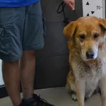 Przyjęty: 2024-07-12 Gmina: Chełmek Płeć: Pies Opis: mieszaniec, rude