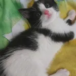 Oddam kota, Olsztyn, 14 lipca 2024