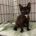 Nr: 292/2024 - Kot z Prochowice