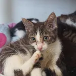 Oddam kota, Olsztyn, 14 lipca 2024