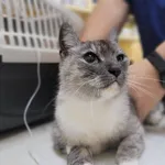 Znaleziono kota, Łódź, 14 lipca 2024