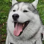 Zaginął pies, Bielsko-Biała, 14 lipca 2024