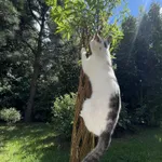 Zaginął kot, Łódź, 14 lipca 2024