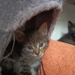 Oddam kota, Olsztyn, 14 lipca 2024