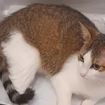 Zaginął kot, Łódź, 14 lipca 2024