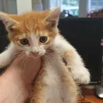 Znaleziono kota, Toruń, 7 lipca 2024