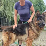 Pies do adopcji, Radom, 30 czerwca 2024