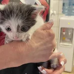 Kocurek poz. 24/404/K