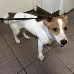 Joker, Pies przywieziony z terenu miasta Piekary Śląskie