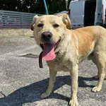 Pies do adopcji, Ropczyce, 15 lipca 2024